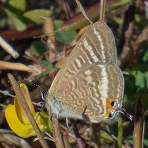 Long tailed Blue - Lampides boeticus © John Muddeman
